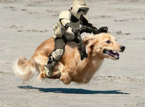 starwarsdog.jpg