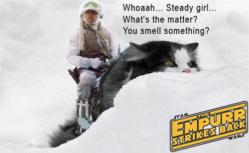 cat-luke-tauntaun-star-wars.jpg