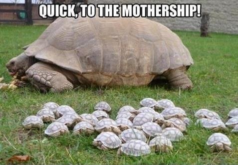 mothership_turtle.jpg