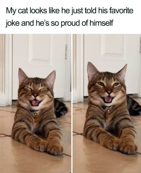 cat-meme-joke-1.jpg