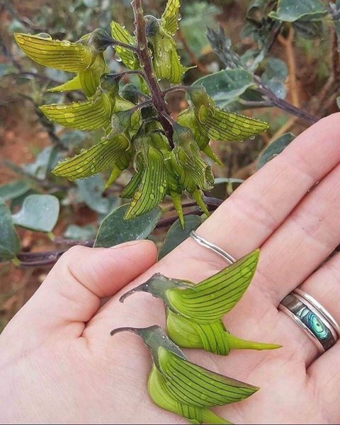 Australia's Green Birdflower Plant.jpg