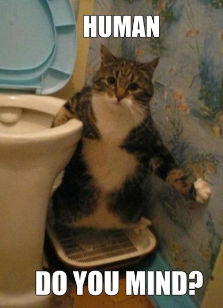 funny-picture-cat-toilet.jpg