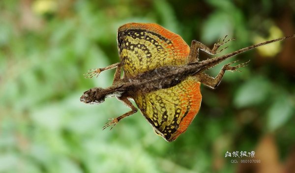 dragon-lizard-draco-volans.jpg dragon-lizard-draco-volans.jpg