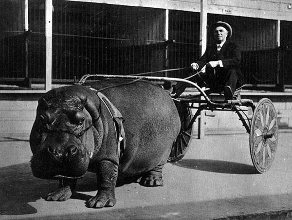 08-Circus-hippo-pulling-a-cart-1924.jpg