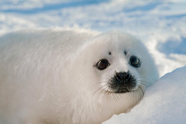 06_CutestBabyAnimals__Seals_shutterstock_7222882.jpg