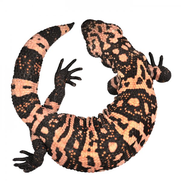 gila_monster_circle.jpg