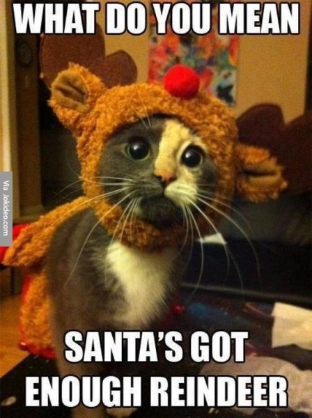 cat-meme-about-cat-in-reindeer-costume-applying-to-work-for-santa.jpg