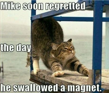 024-FUNNY-CAT-MEME.jpg