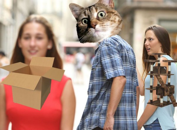 cat-meme-71.jpg