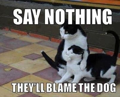 funny-black-and-white-cat-memes.jpg