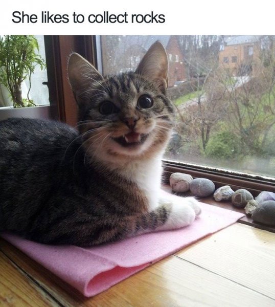 happiest-animal-memes-rock-collector-cat.jpg