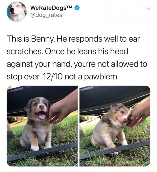 cute-and-funny-dog-memes-dog-meme-of-a-puppy-that-loves-getting-scratched-by-his-ear.jpg