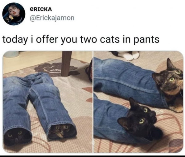 Pants Meme Cat Pin With Enamel Anthropomorphic Pin Cute - Etsy