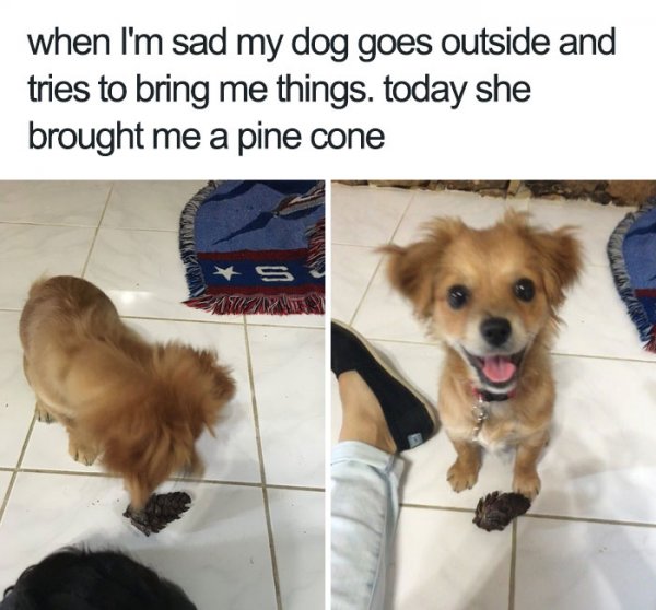 cute-wholesome-dog-puppy-memes-226-5908245b53301__700.jpg