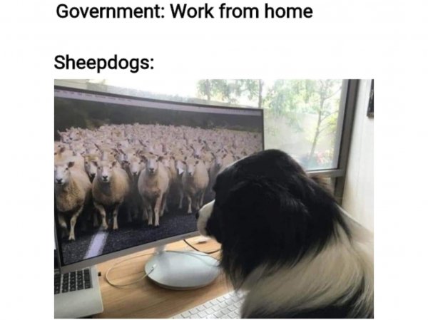 FunnyDogMemes-5-work-from-home.jpg