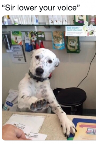 dog-desk-meme-1546548760.png