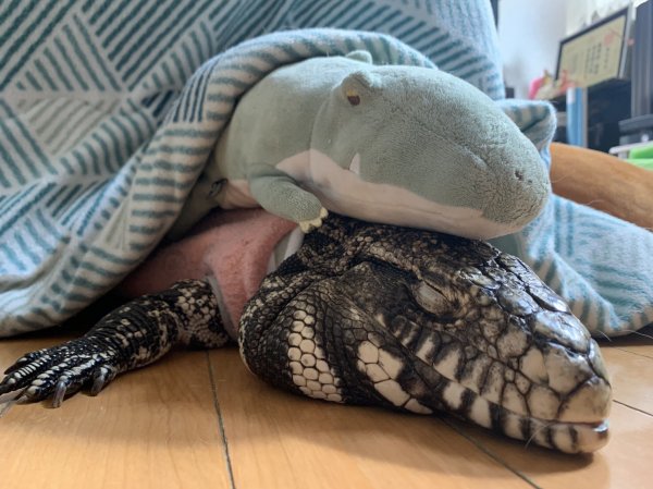 lizard blanket.jpg