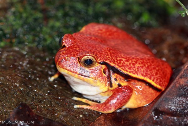 tomato frog.jpg