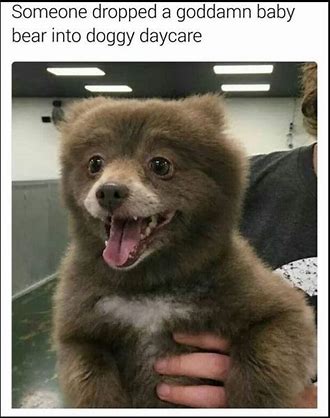 Baby bear in daycare.jpg