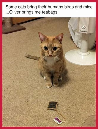 Brings me teabags.jpg