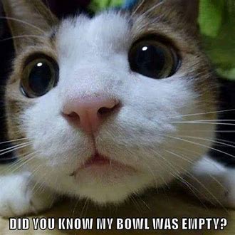 Did you know my bowl was empty.jpg