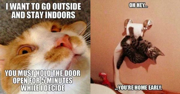 33-funny-cat-memes-that-never-fail-to-make-us-lol.jpg