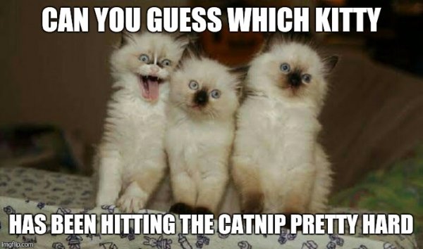 can-you-guess-which-kitty-meme.jpg