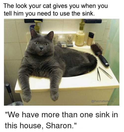 funny-cat-memes-lolwhy-5.jpg