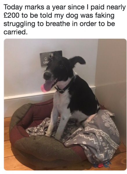 lazy-dog-meme-1546548822.png