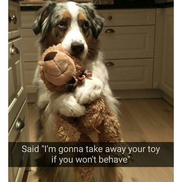 cute-wholesome-dog-puppie-memes-169-59072b3c4f1b4__700.jpg