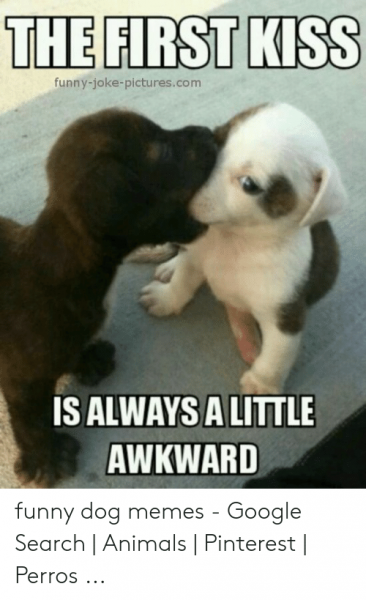 the-first-funny-joke-pictures-com-is-alwaysalittle-awkward-funny-dog-memes-52978109.png