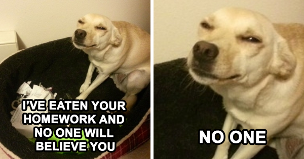 funny-dog-memes-jokes-fb.png