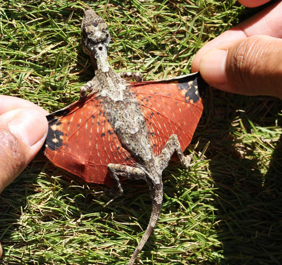 flying-tiny-dragon-lizard-avatar-photo001.jpg