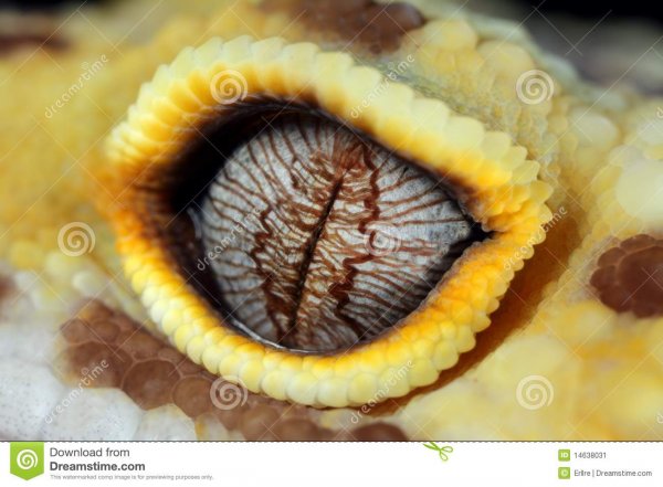 leopard-gecko-eye-14638031.jpg