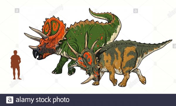 a-comparison-of-dinosaur-size-in-relation-to-humans-triceratops-and-styracosaurus-2BHKR50.jpg