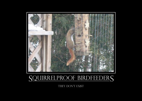 motivational_squirrelproof_birdfeeders.jpg