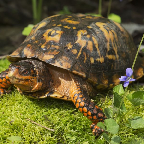 box turtle.jpg