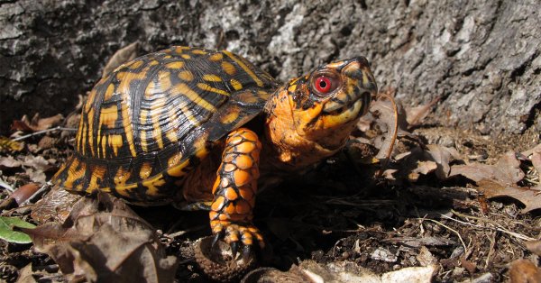 WoodlandBoxTurtle.jpg