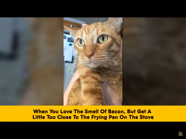 IMG_3373~photo.PNG IMG_3373~photo.PNG