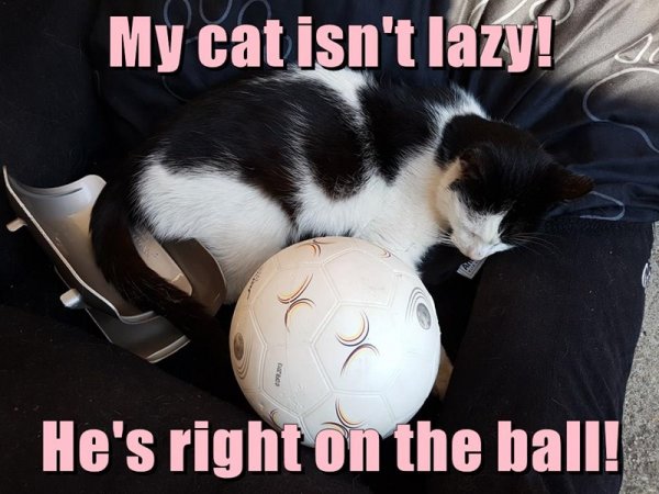 funny-cat-meme-of-a-kitty-that-is-literally-on-the-ball.jpg