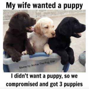 thumb_my-wife-wanted-a-puppy-meme-by-archie-the-pug-61657479.png