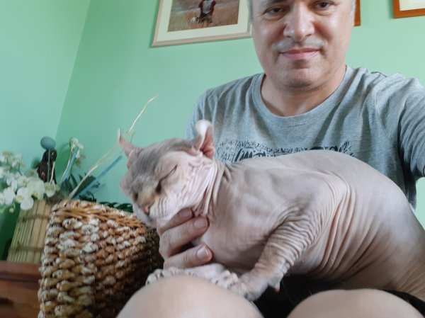 Sphynx 1.jpg