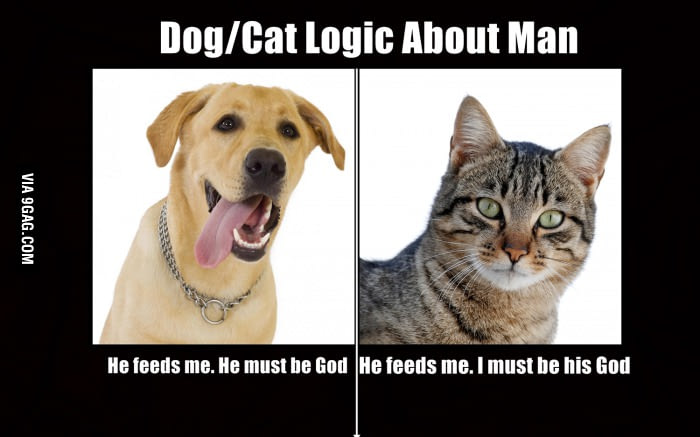 are dogs better than cats poll