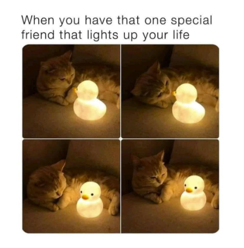 have-one-special-friend-lights-up-life