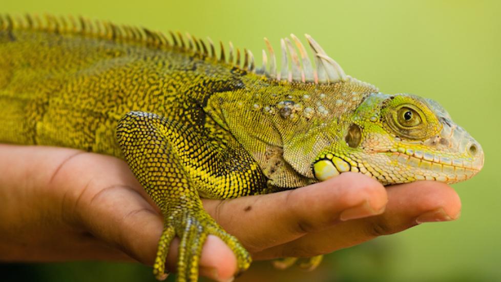 hand-holding-iguana-120960418_1.jpg