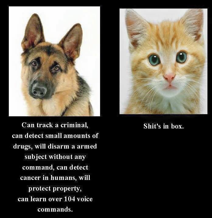 which is better cats or dogs poll