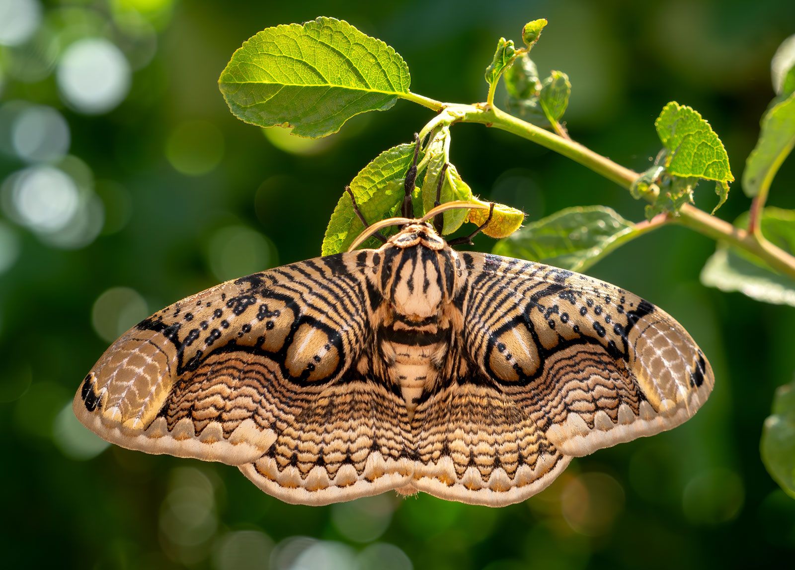 Moth-insect-Brahmaea-hearseyi-From-Asia.jpg
