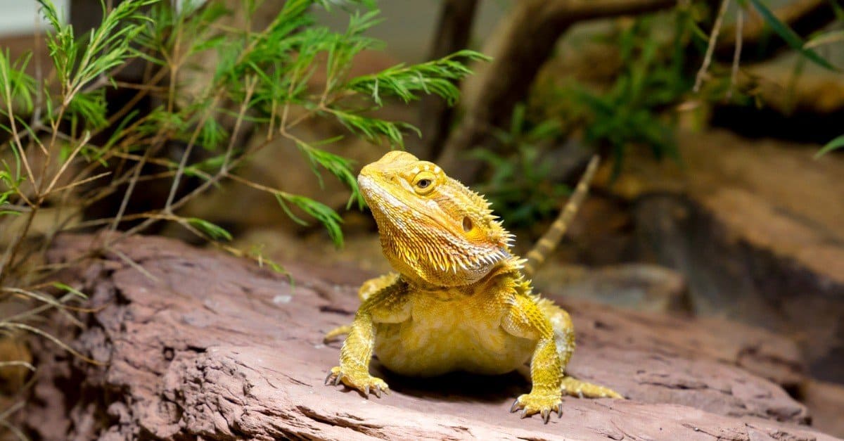 Best-lizards-header.jpg