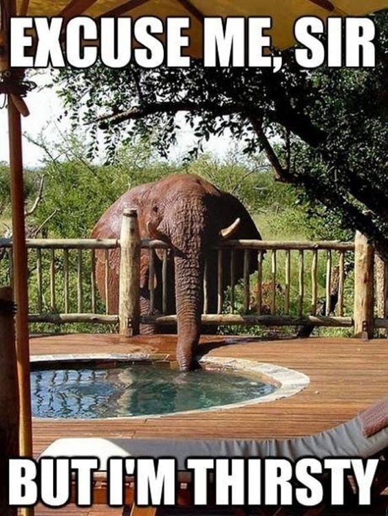 elephant-excuse-me-sir-butim-thirsty